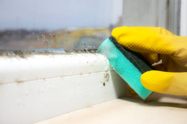 Best Black Mold Removal  in Clyde, OH